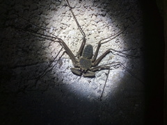 Paraphrynus chacmool