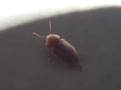 Lasioderma serricorne