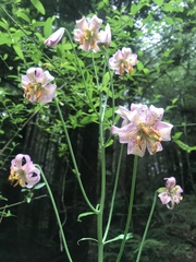 Lilium kelloggii