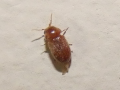 Lasioderma serricorne