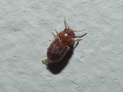 Lasioderma serricorne