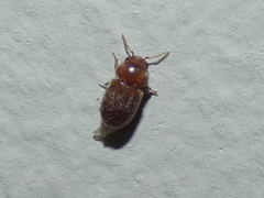 Lasioderma serricorne