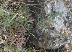 Lomatium parvifolium