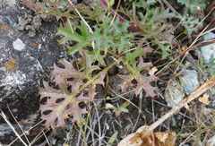 Lomatium parvifolium