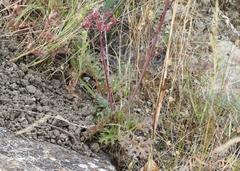 Lomatium parvifolium