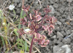 Lomatium parvifolium