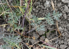 Lomatium parvifolium
