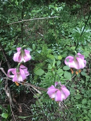 Lilium kelloggii
