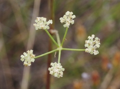 Perideridia pringlei