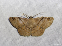 Petelia delostigma