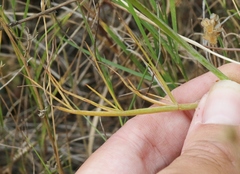 Perideridia pringlei