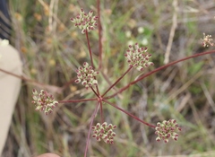 Perideridia pringlei