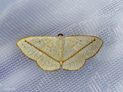 Lomographa luciferata