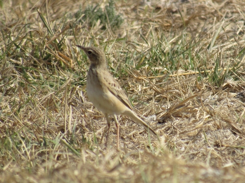 Tawny Pipit