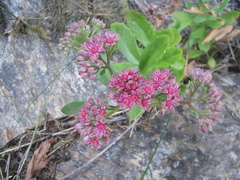 Hylotelephium telephium fabaria