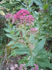 Hylotelephium telephium fabaria