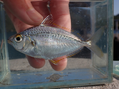 Klunzinger's ponyfish (Equulites klunzingeri) — Leiognathidae