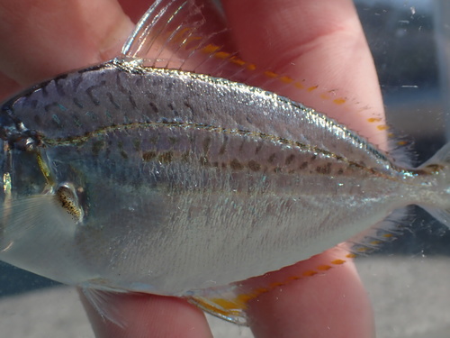 Klunzinger's ponyfish (Equulites klunzingeri) — Leiognathidae — 3