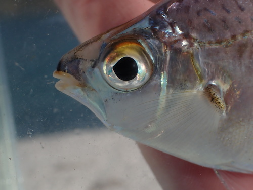 Klunzinger's ponyfish (Equulites klunzingeri) — Leiognathidae — 2