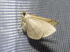 Lomographa luciferata