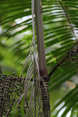 Euterpe longibracteata