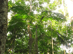 Euterpe longibracteata