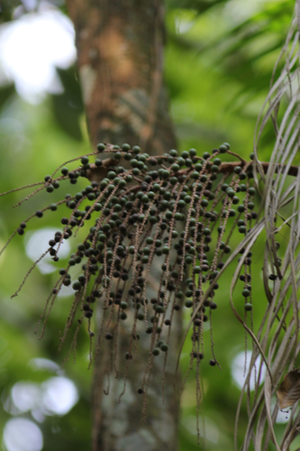 Euterpe longibracteata