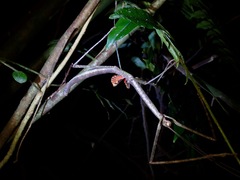 Phaenopharos struthioneus
