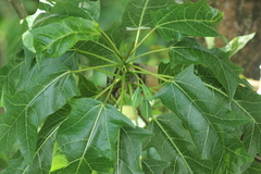 Vasconcellea quercifolia