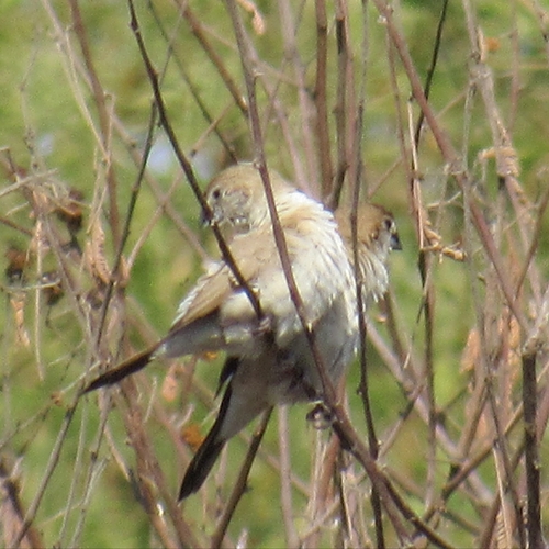 Indian Silverbill