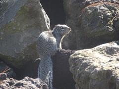 Otospermophilus variegatus