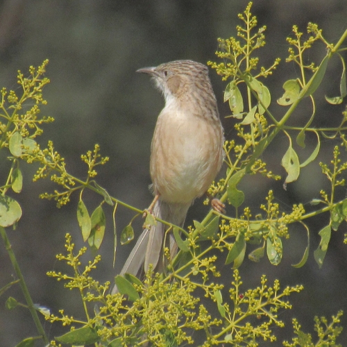 Common Babbler