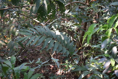Ceratozamia