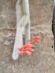 Cleistocactus colademononis