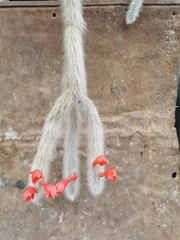 Cleistocactus colademononis