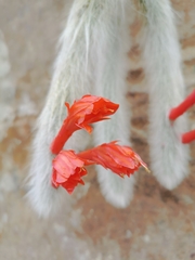 Cleistocactus colademononis