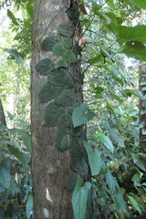 Monstera dubia image