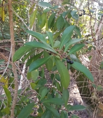 Ardisia elliptica