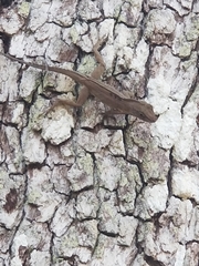 Anolis cristatellus