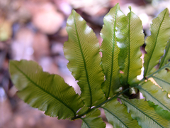 Trichomanes hostmannianum