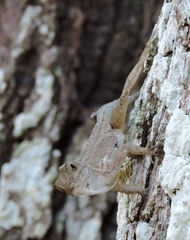 Anolis cristatellus