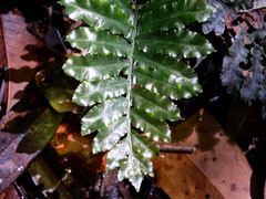 Trichomanes hostmannianum