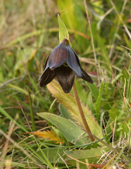 Fritillaria biflora biflora