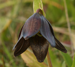 Fritillaria biflora biflora