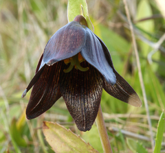 Fritillaria biflora biflora