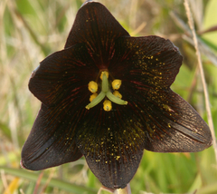 Fritillaria biflora biflora