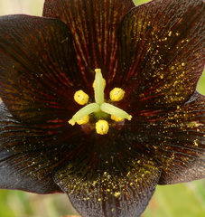 Fritillaria biflora biflora