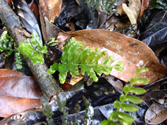 Trichomanes hostmannianum