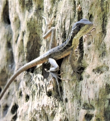 Basiliscus vittatus