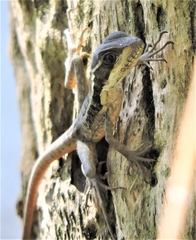 Basiliscus vittatus